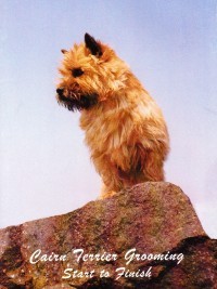 Cairn Terrier Grooming - From Start to Finish