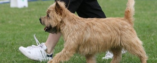 Picture of a Cairn terrier
