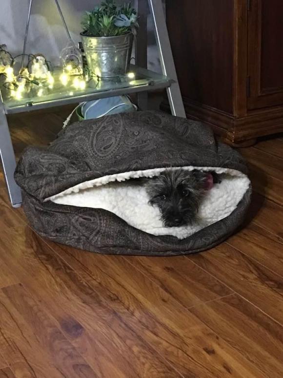 Cairn in Comfy Bed