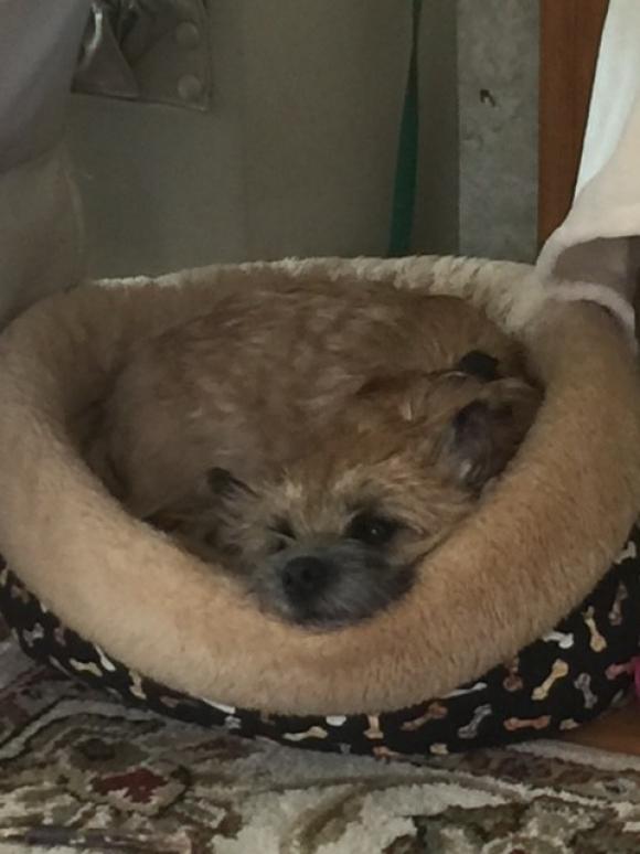 Red Cairn in Cushy Round Dog Bed