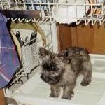 Cairn puppy standing on open door of a dishwasher