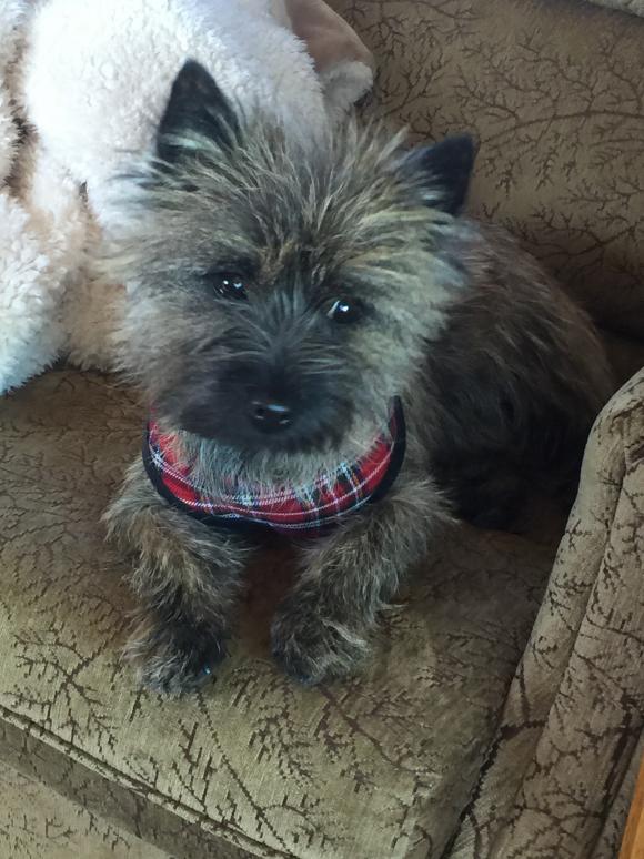 Puppy wearing a plaid harness